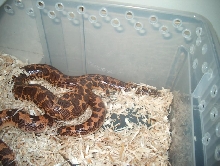 kenyan sand boa pair