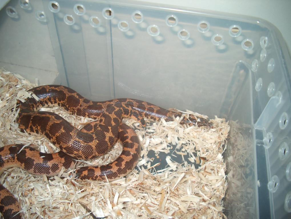 kenyan sand boa pair