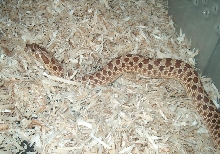 Female hognose