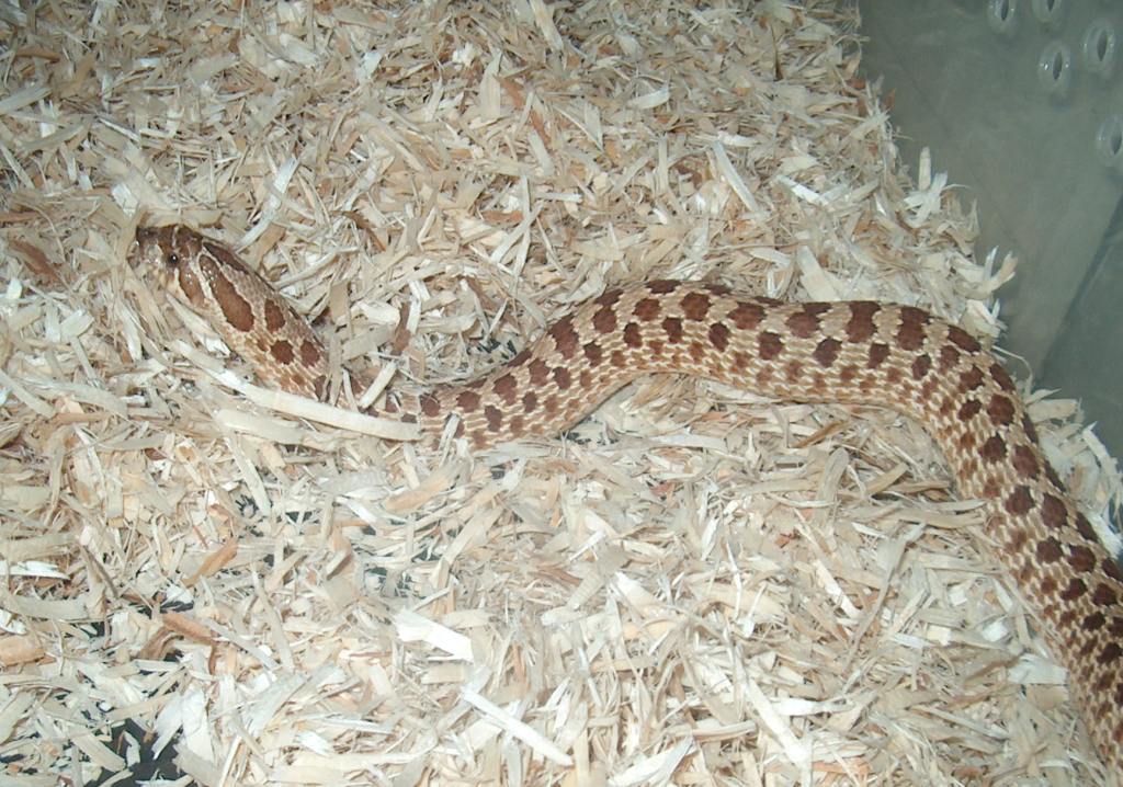 Female hognose