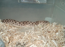 Western Hognose 1