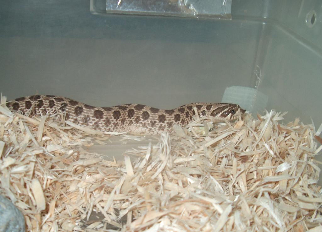 Western Hognose 1