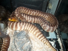 woma1