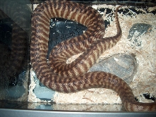 woma2