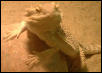 Our first Dragon