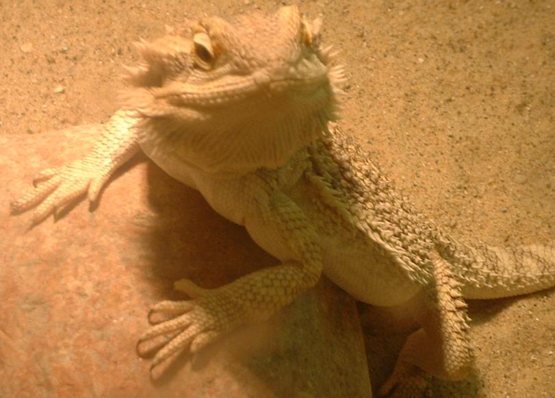 Our first Dragon