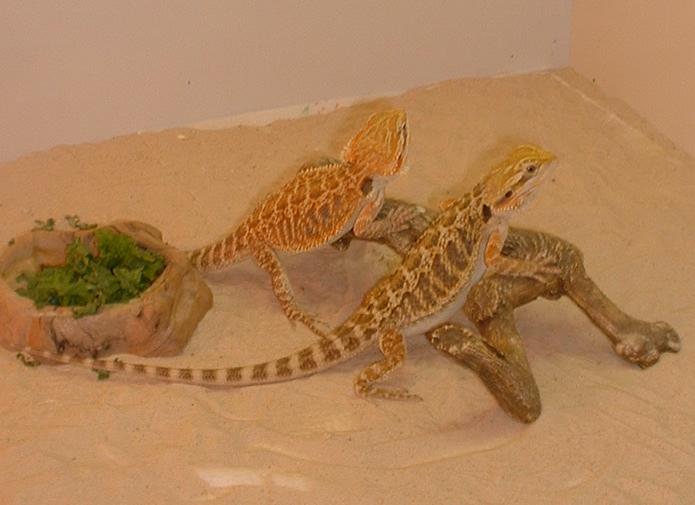 Our pair
