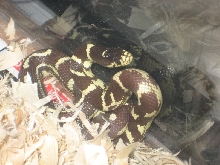 Randy Wright Aberrant California Kingsnake
