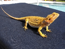 Petunia 2