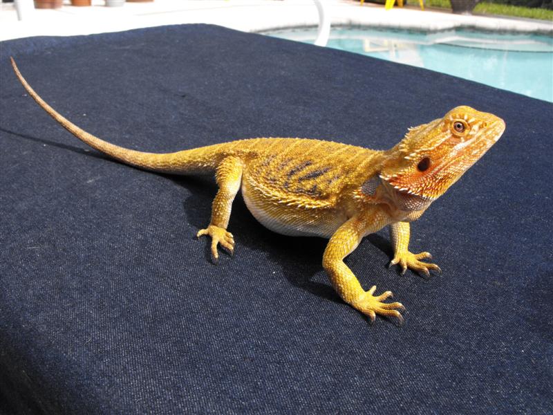 Petunia 2