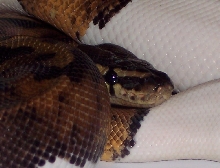 Pied male