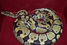 Het Burgundy poss het albino female