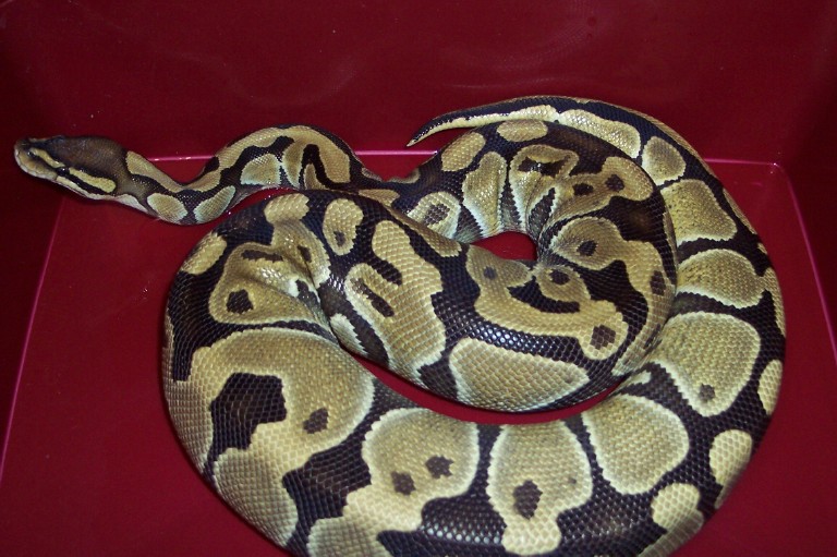 Het Burgundy poss het albino female