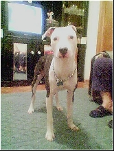 My Pit bull