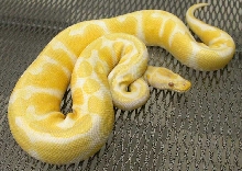 Albino male