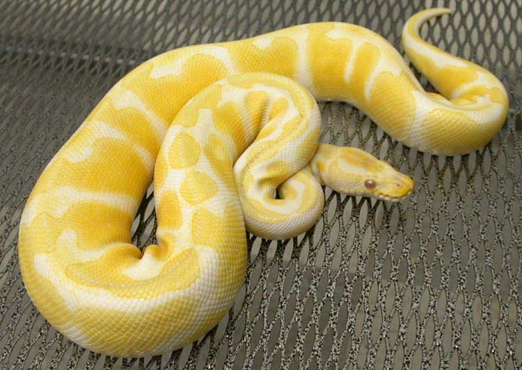 Albino male