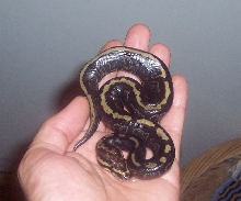 Sable