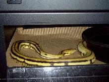 retic