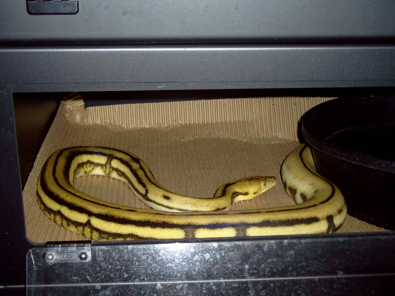 retic