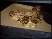 Nice adult male BCI