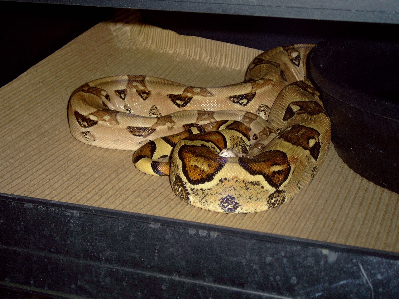Nice adult male BCI