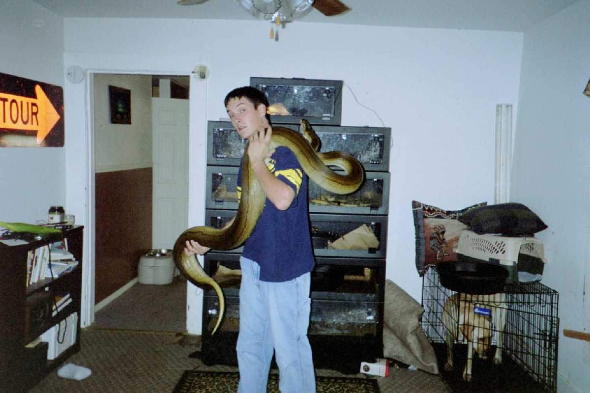 Patternless rock python