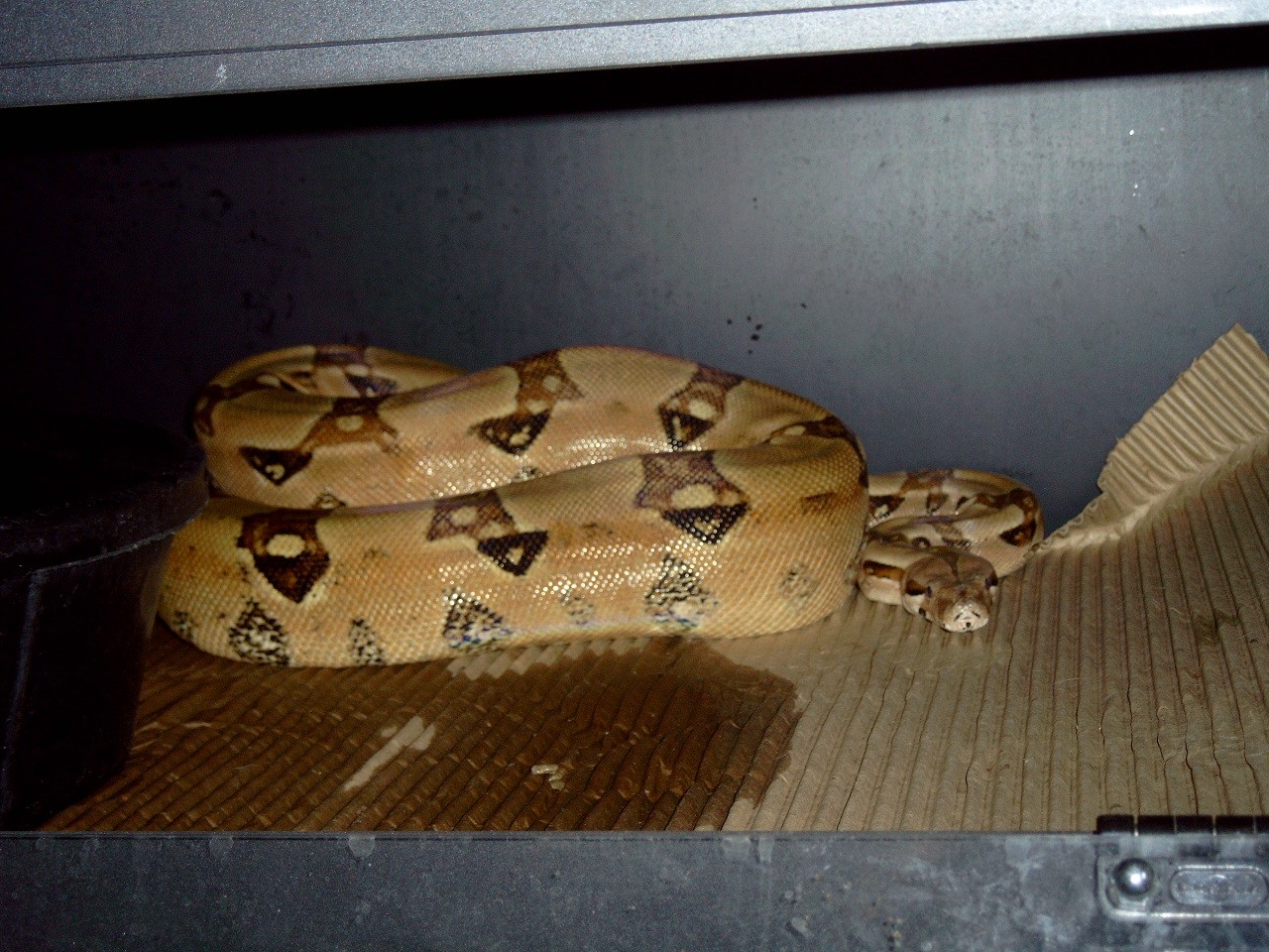 nice clean adult male