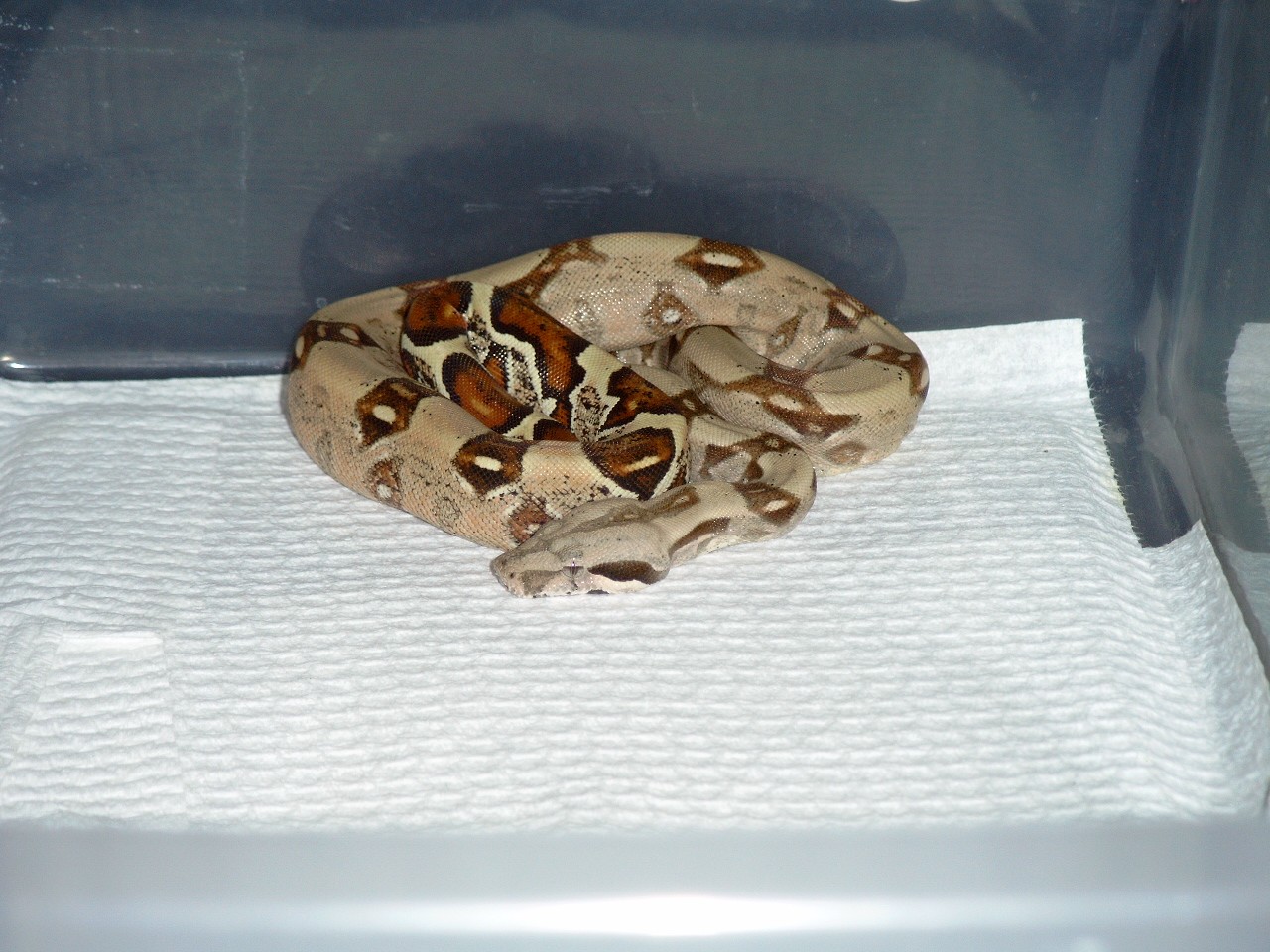 BCI