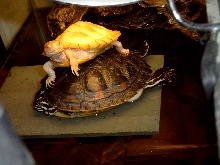 turtles stacked