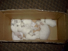 Bunnies!