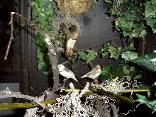 zebra finch