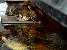 turtles