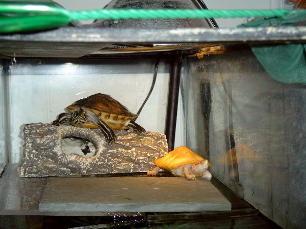 Albino RES and Redbelly