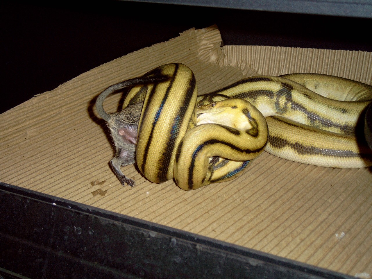 lets play....NAME THAT FEEDER!!