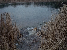 Winter swim