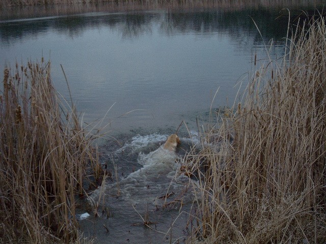Winter swim