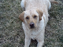My lab