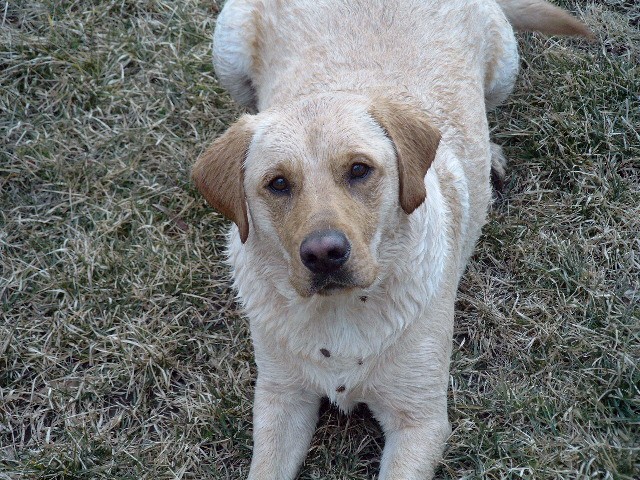 My lab