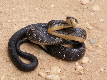 Salem Co. NJ Black Rat