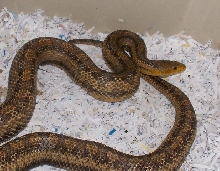 Big Yellow