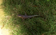 unknown lizard found in southern Bahia, Brazil