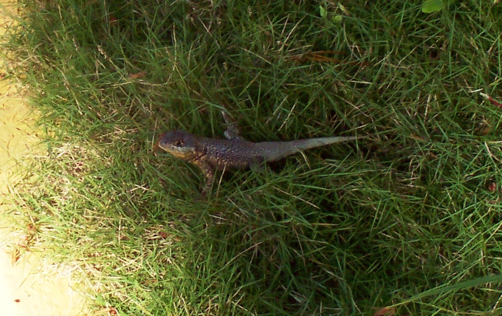 unknown lizard found in southern Bahia, Brazil