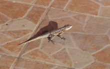 unknown lizard from southern bahia brazil