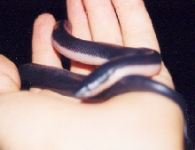 baby lox