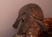 sleeping stinkpot 1