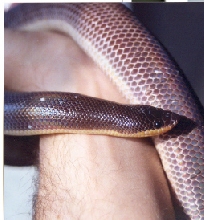subadult female lox