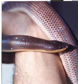 subadult female lox