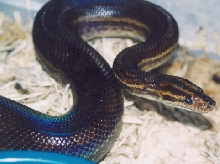 female guyana rainbow