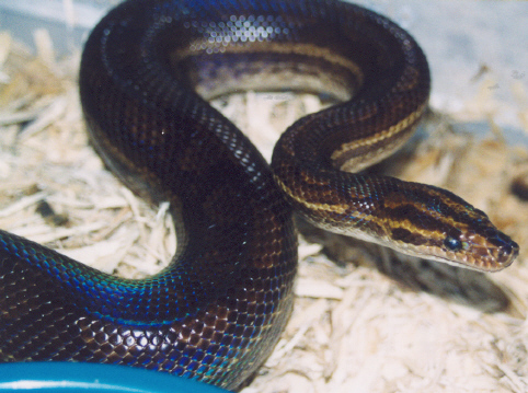 female guyana rainbow