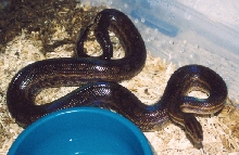 guyana rainbow female